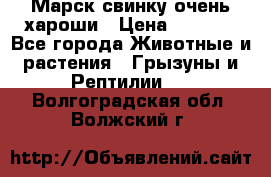 Марск свинку очень хароши › Цена ­ 2 000 - Все города Животные и растения » Грызуны и Рептилии   . Волгоградская обл.,Волжский г.